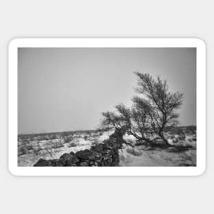 Lone Tree Sticker